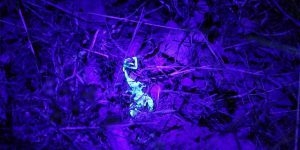 چراغ قوه UV برند اسمال سان مدل ZY-906